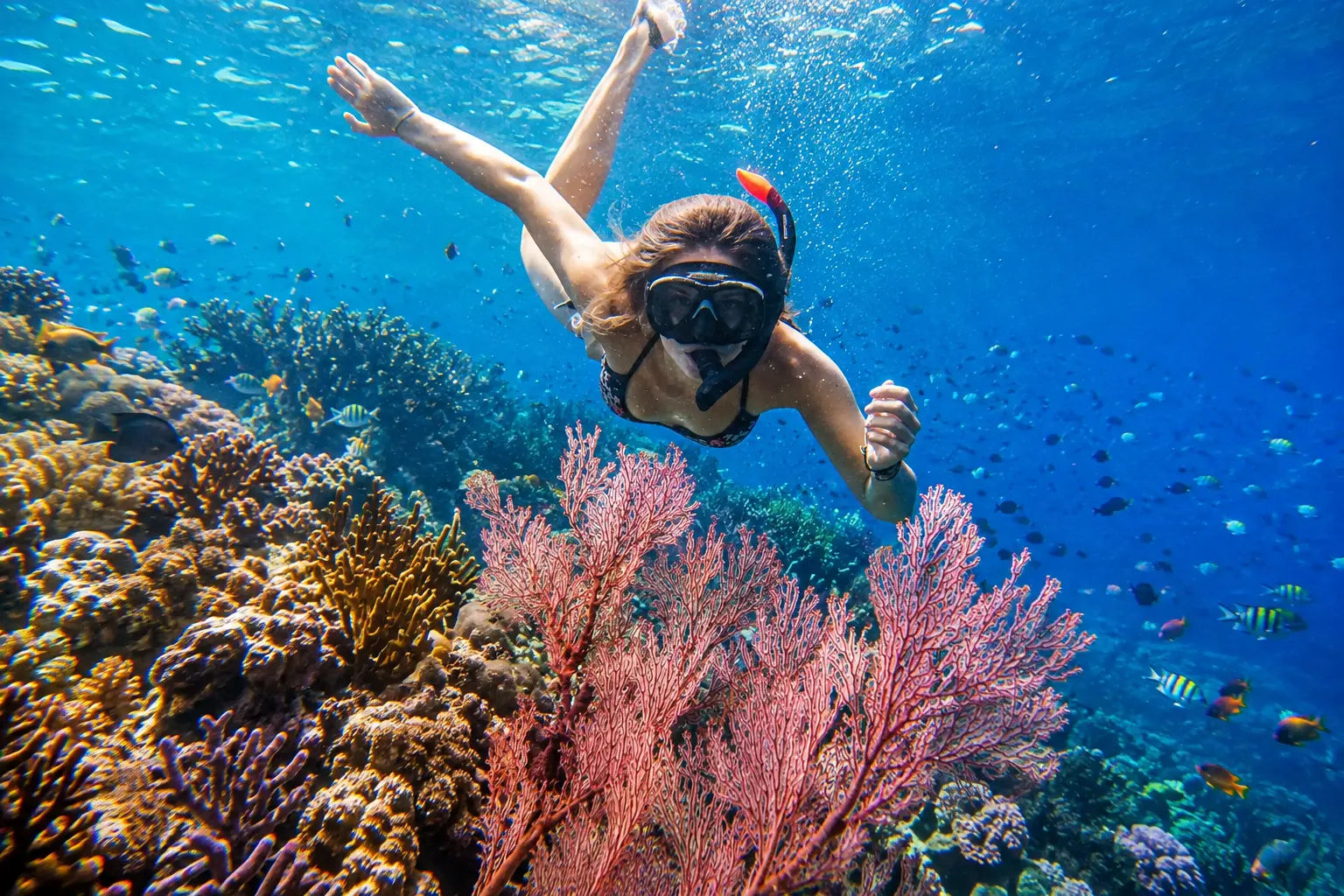 Watching + Swim with Dolphin + Snorkeling Coral Reef